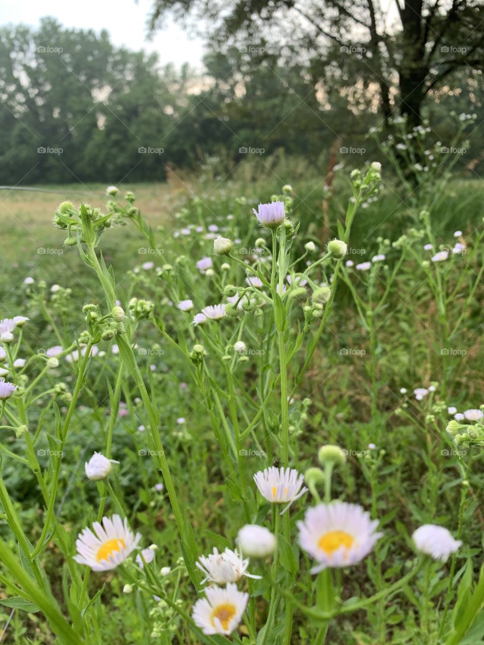 Prairie Fleabane in a meadow against a blurred tree line