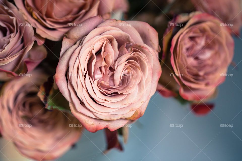 Flower Rose