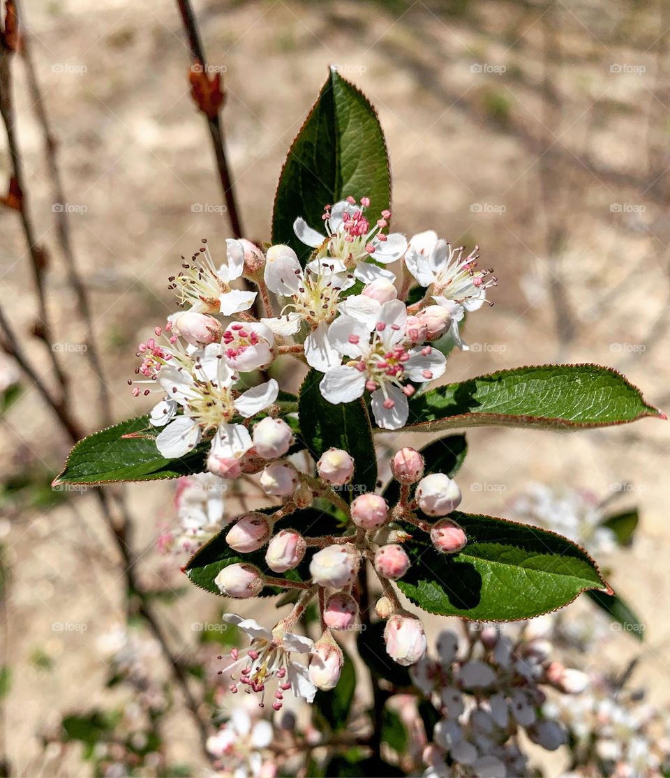 Miniature pink flower bulbs