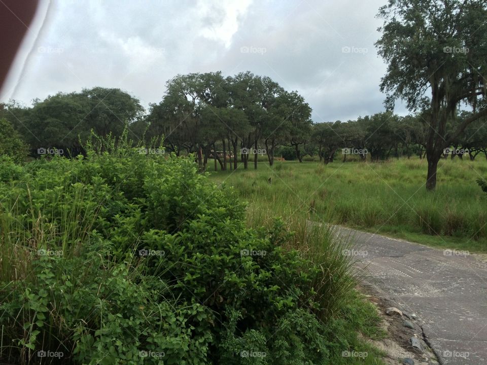 Landscape, No Person, Tree, Nature, Outdoors