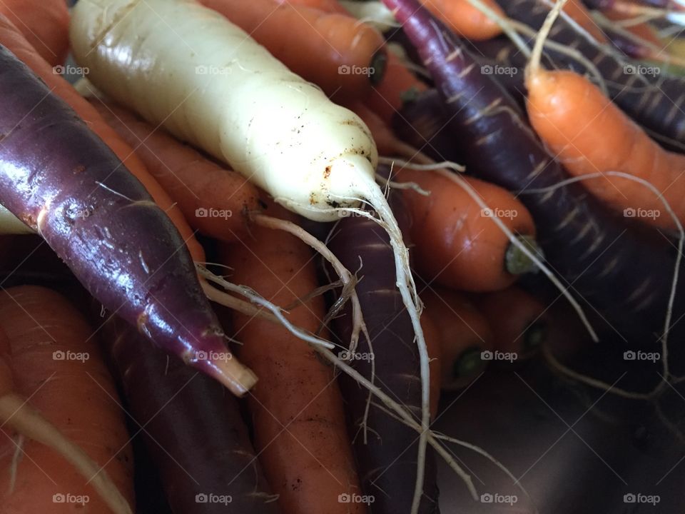 Organic Tri-Colored Carrots