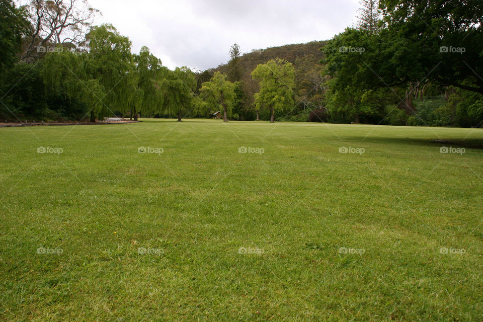 green grass trees park by kshapley