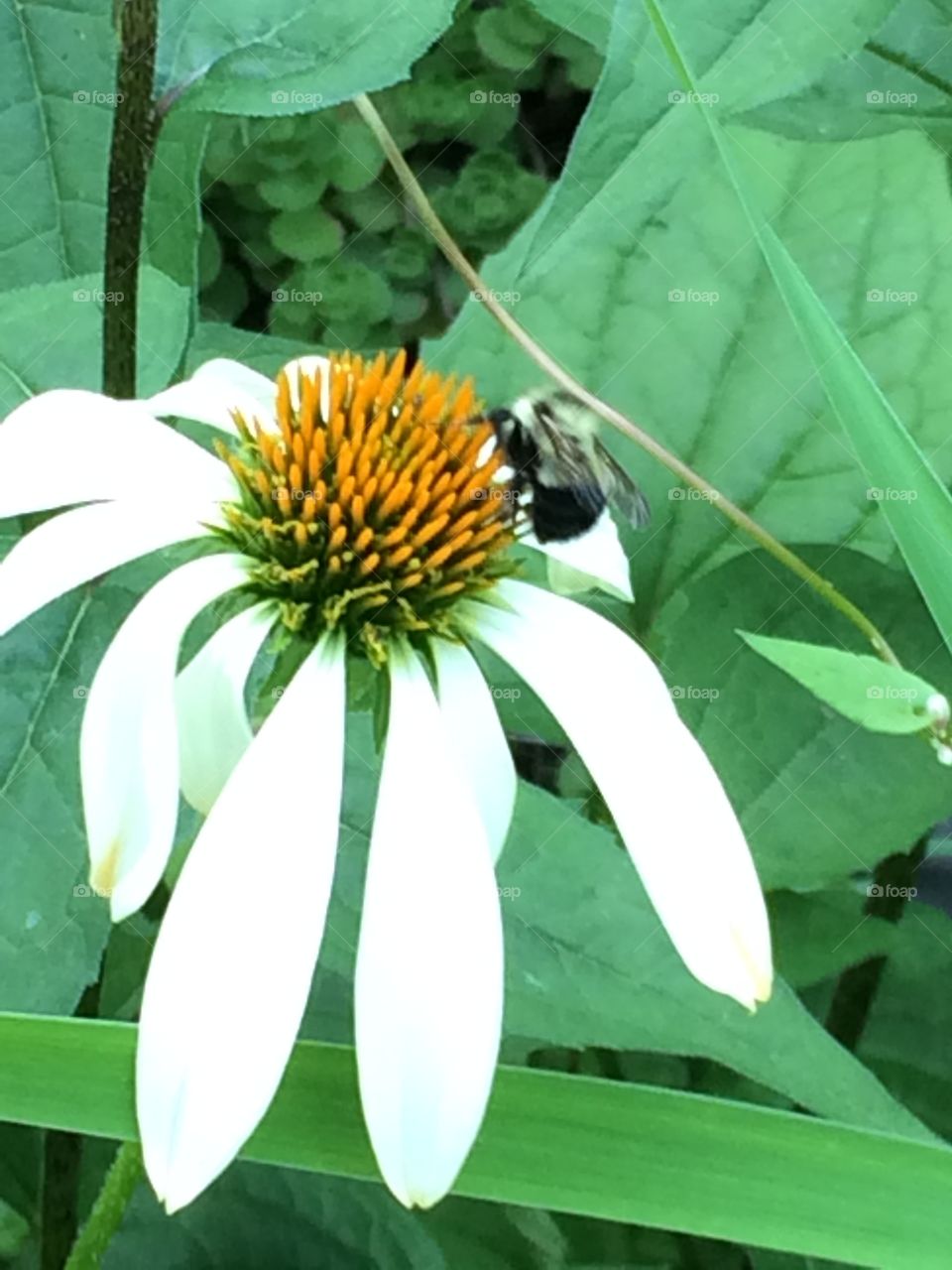 Daisy bee. Bee and daisy 