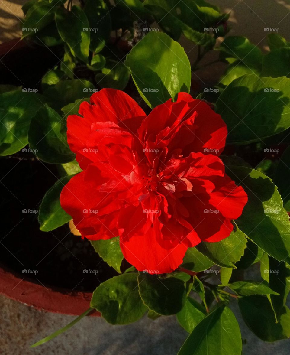 beautiful red 🔴 hibiscus 🌺 flower 🌺🌻🌹🌷