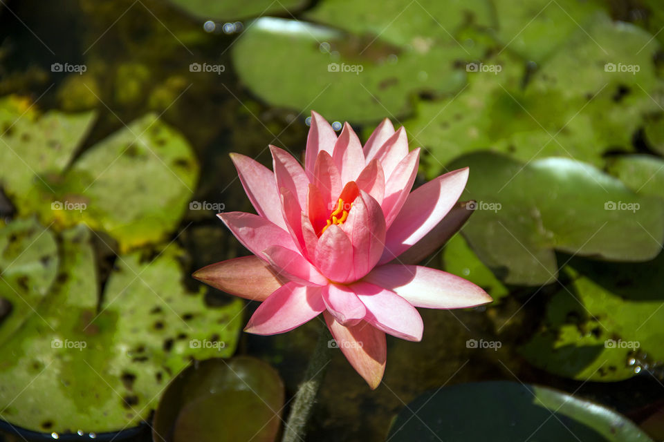 Lotus Flower