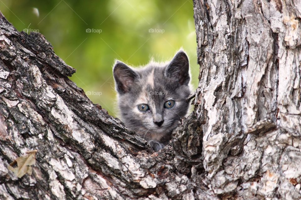 The watcher. Cat in a tree