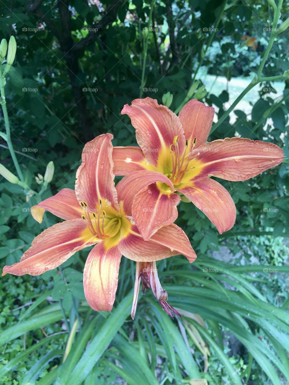 Two vibrant orange day-lilies with yellow throats stand tall with their ruffled petals curved outwardly. The deep orange hue of the flowers contrasts beautifully with the rich green of the leaves surrounding them.