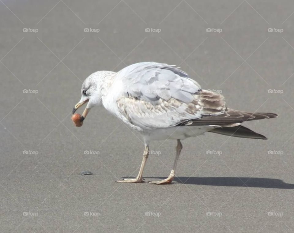 Seagull eating