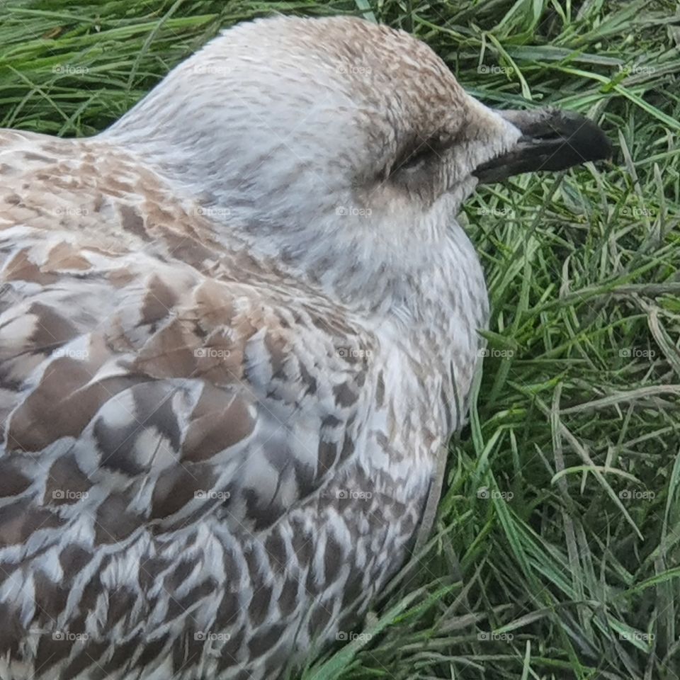 Young gull in the backyard - the netherlands.