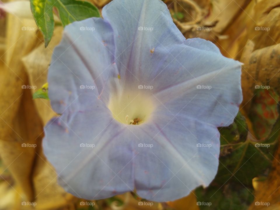 Flower in cornfield. At a cornmaze