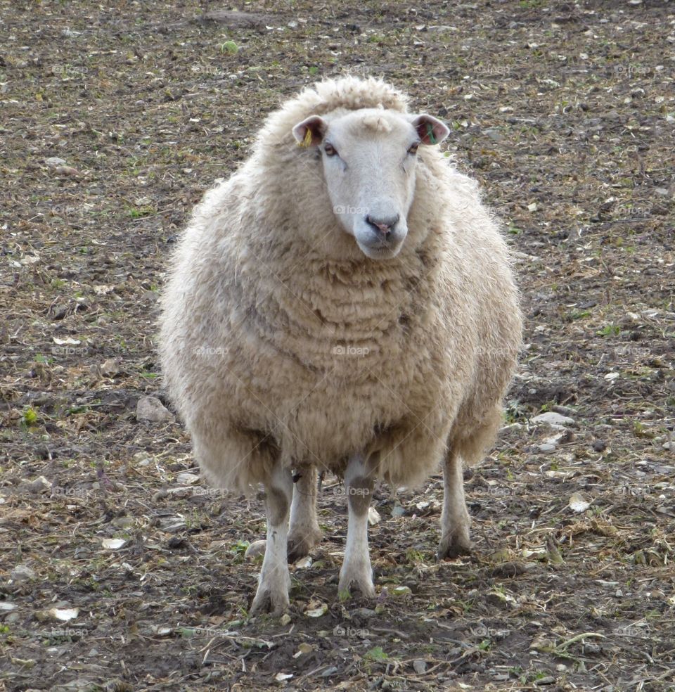 inquisitive sheep