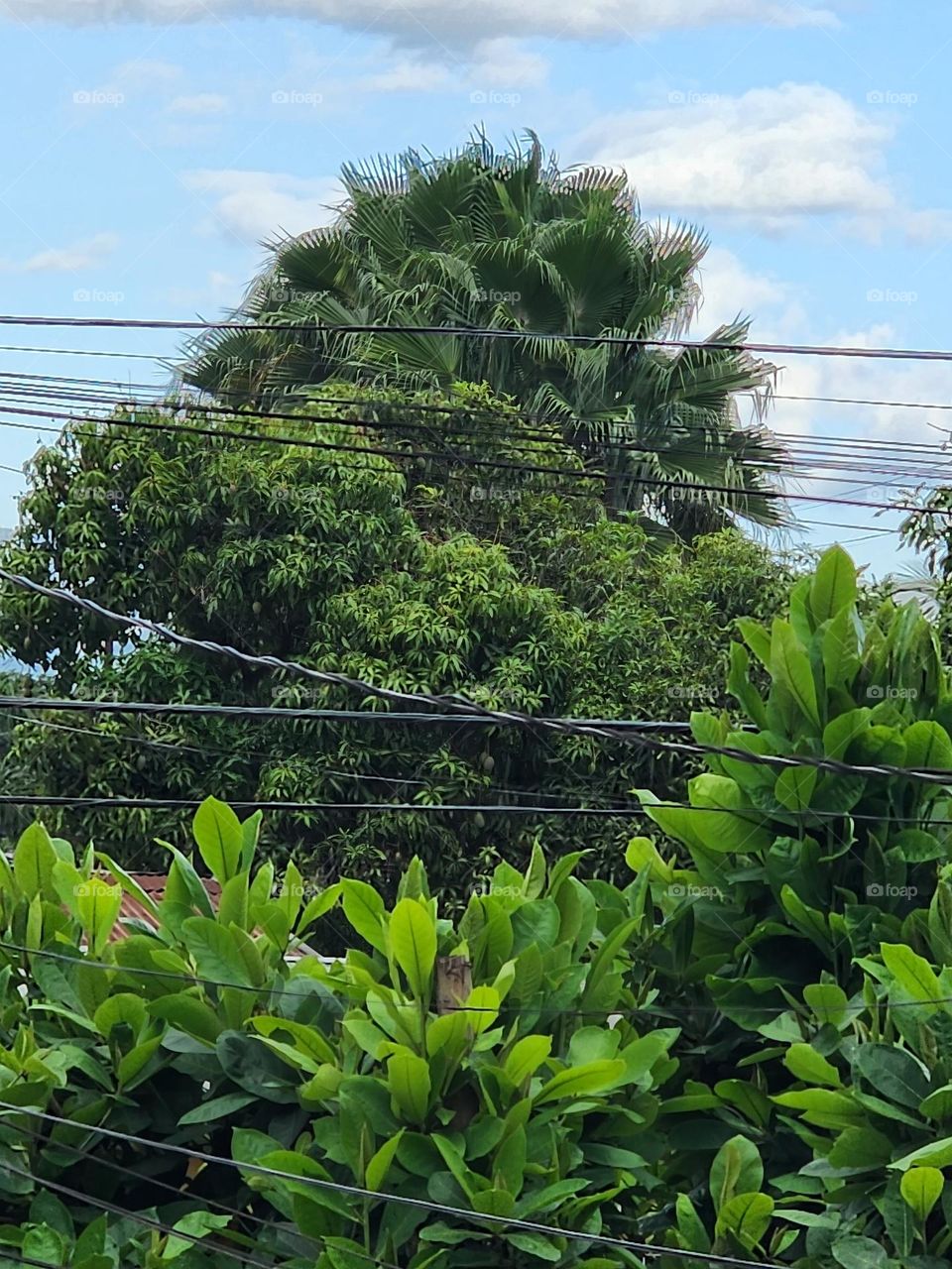 essence of green life