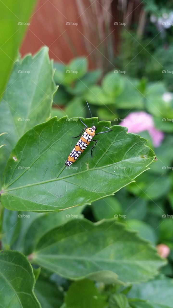Silly garden bug