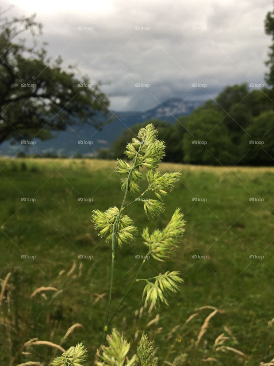 Just an herb in countryside 