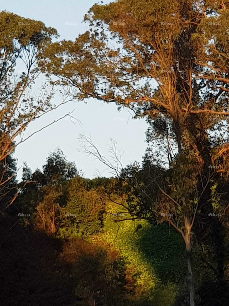 As the sun rises in the mourning The sun splashes bright light on the trees above me on our hill the blend of light and dark is stunning and captures a moment.