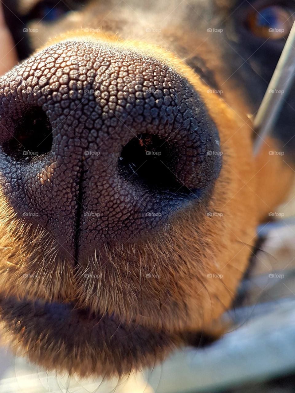 dog nose