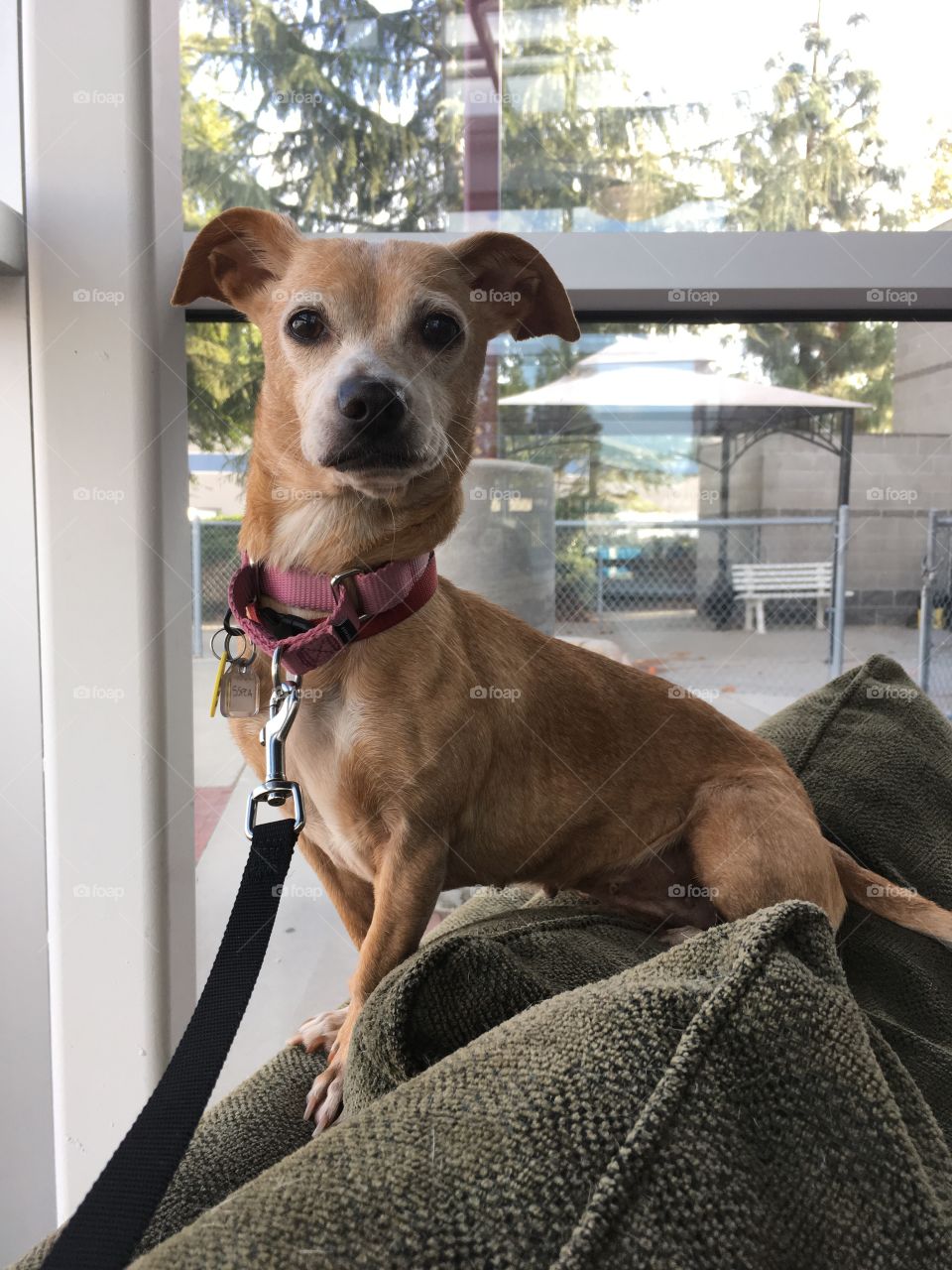 Ms. Waffle, Chihuahua Mix, Senior pup
Sweet, quiet, loves to cuddle and give doggie kisses!  