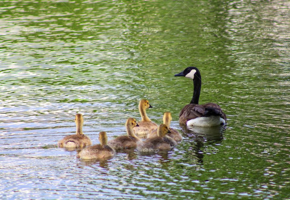 The family geese