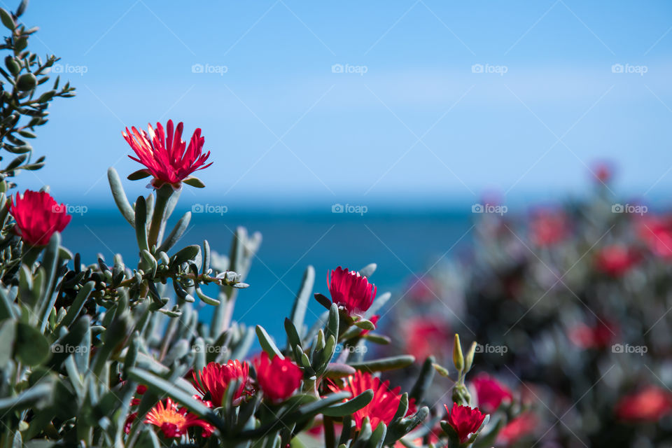 Flowers on the seashore