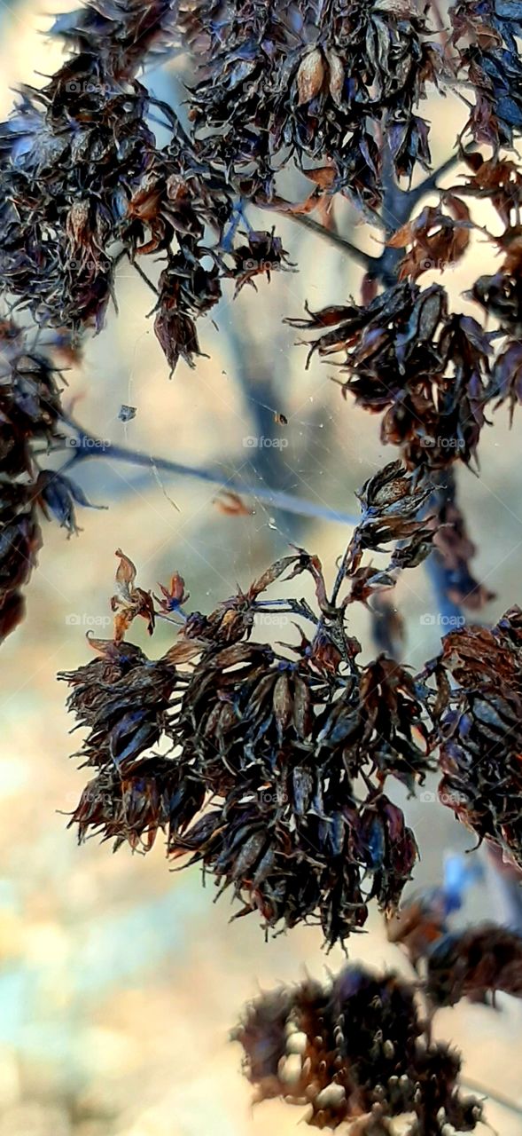 dried flowers in the garden