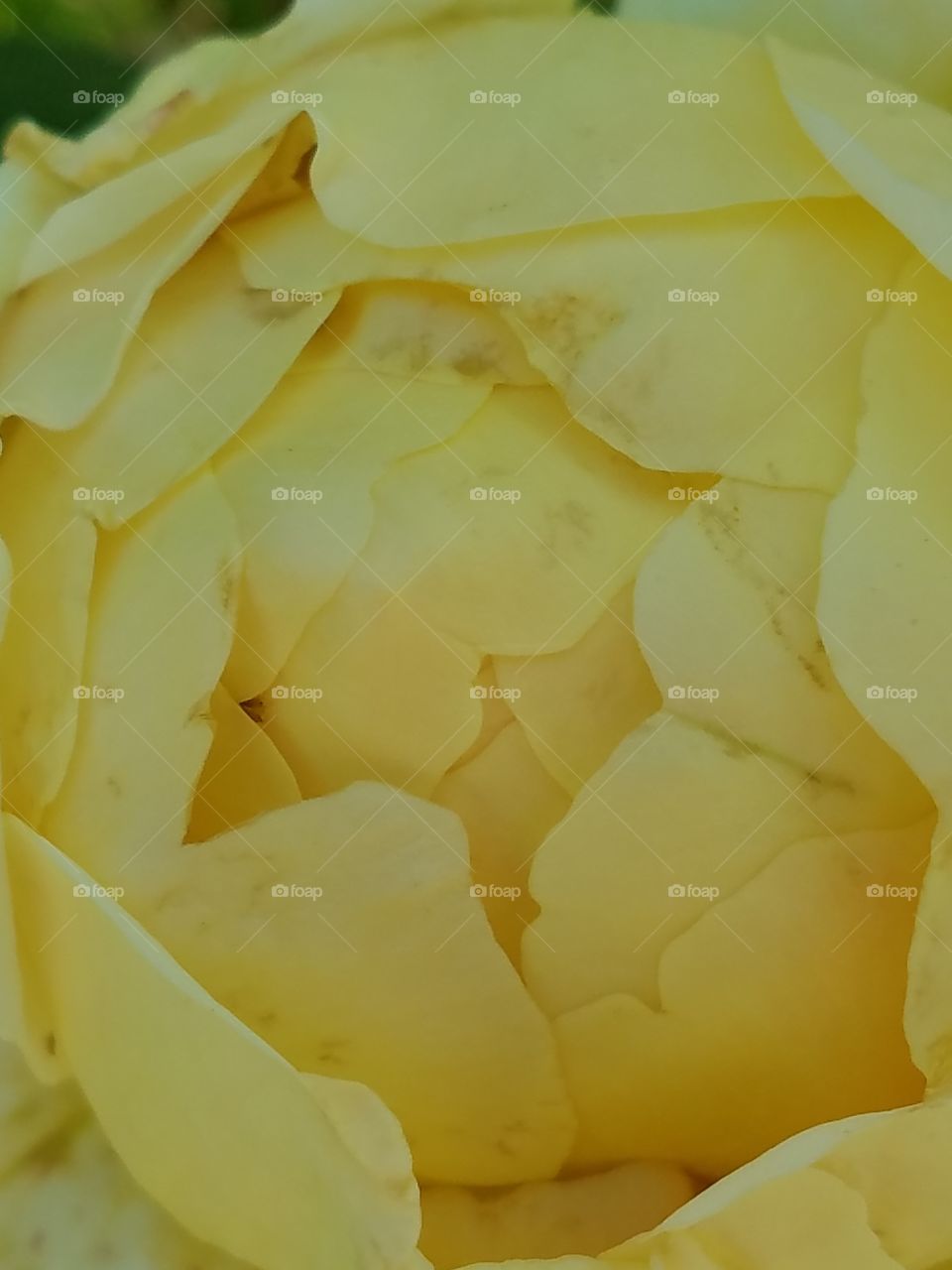 over saturated yellow rose