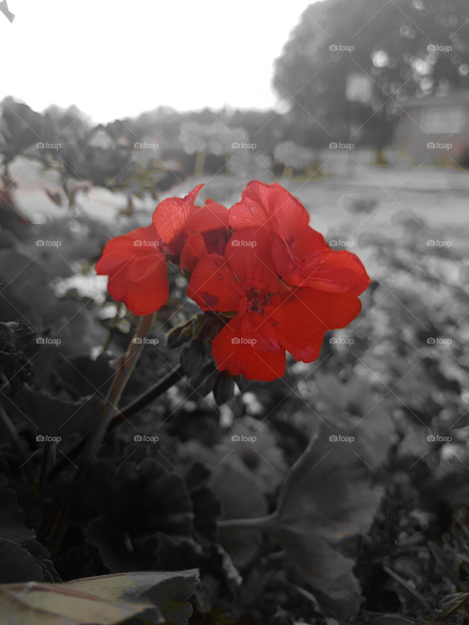 red flowers on a grey scale background.