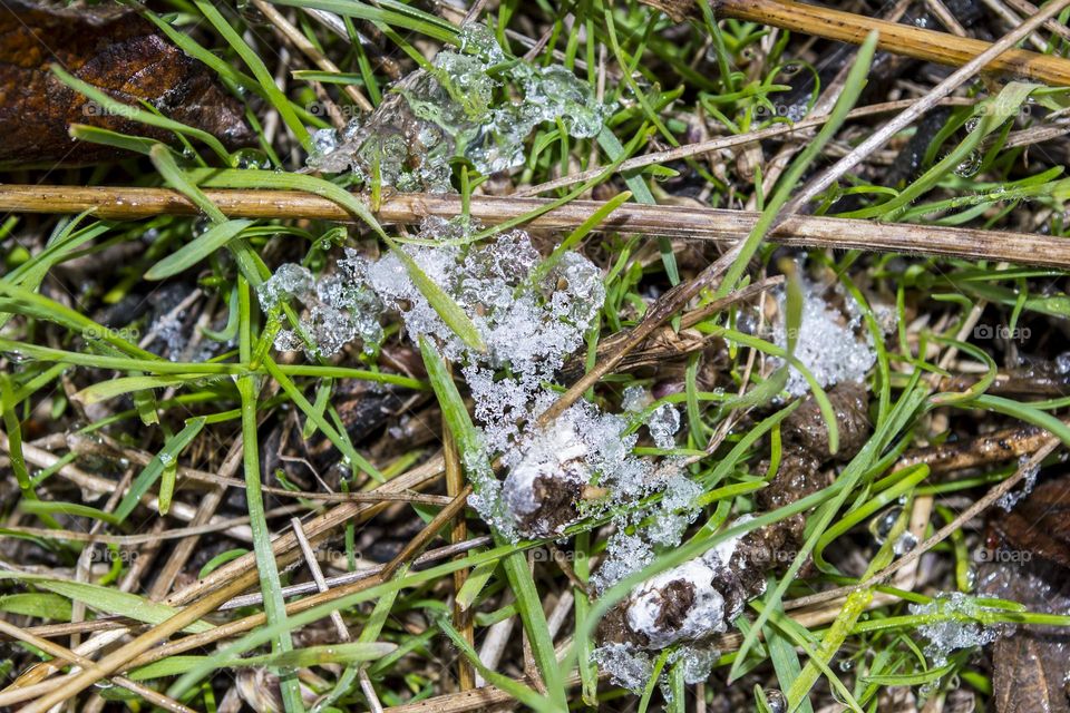 Grass and ice.