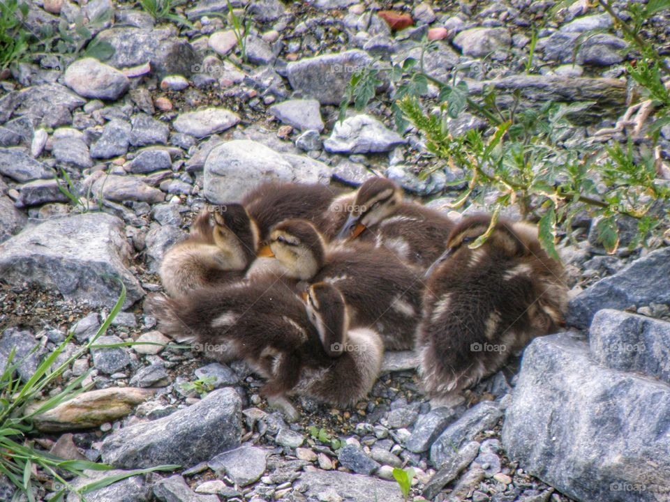 Little ducks