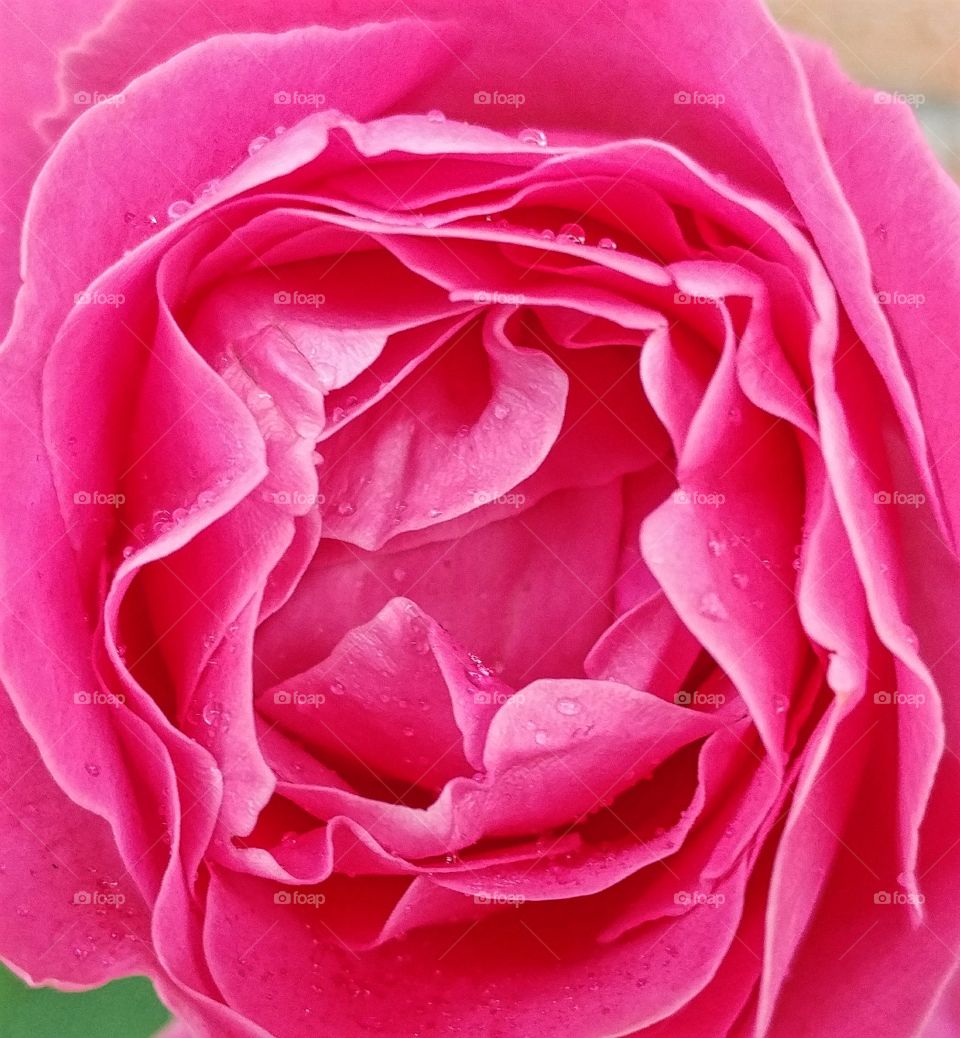 Dew Process Rainy Rose