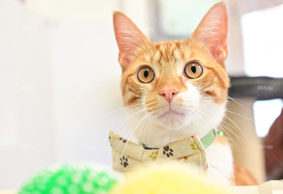 Handsome ginger tabby cat, pops of green and white