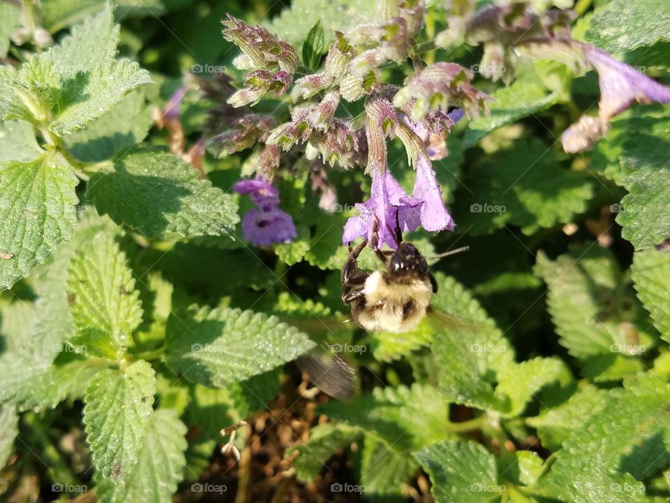 Summer is over, but the bees are still busy at their work.   The early fall flowers still need attending.   As the days get shorter there is no shortness of work to get done.