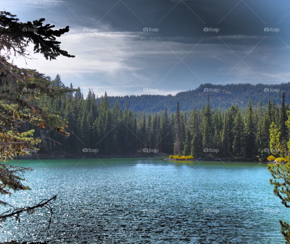 View of forest on mountain near lake