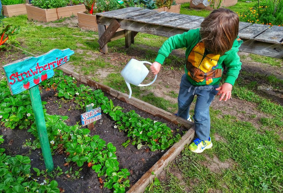 Little Boy In Strawberry Garden