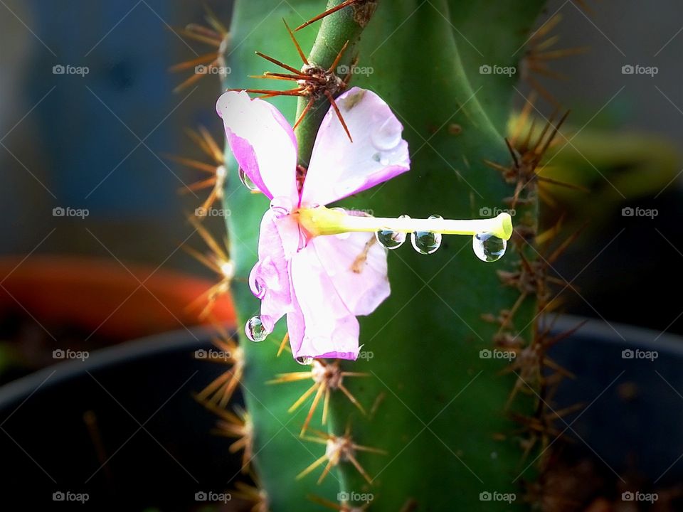 flower on cactus dewdrops