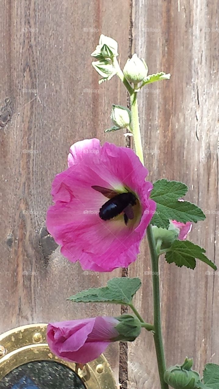 Pink Hollyhock with bumblebee