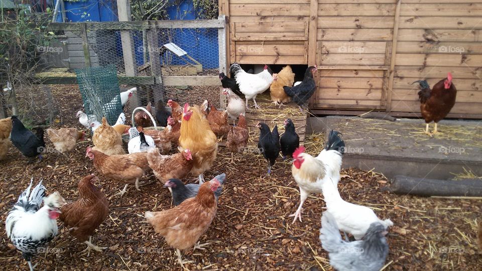 Free range chickens at a farm