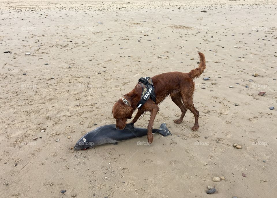 Quinn found a baby dolphin on the beach sadly it had died 🐬😢