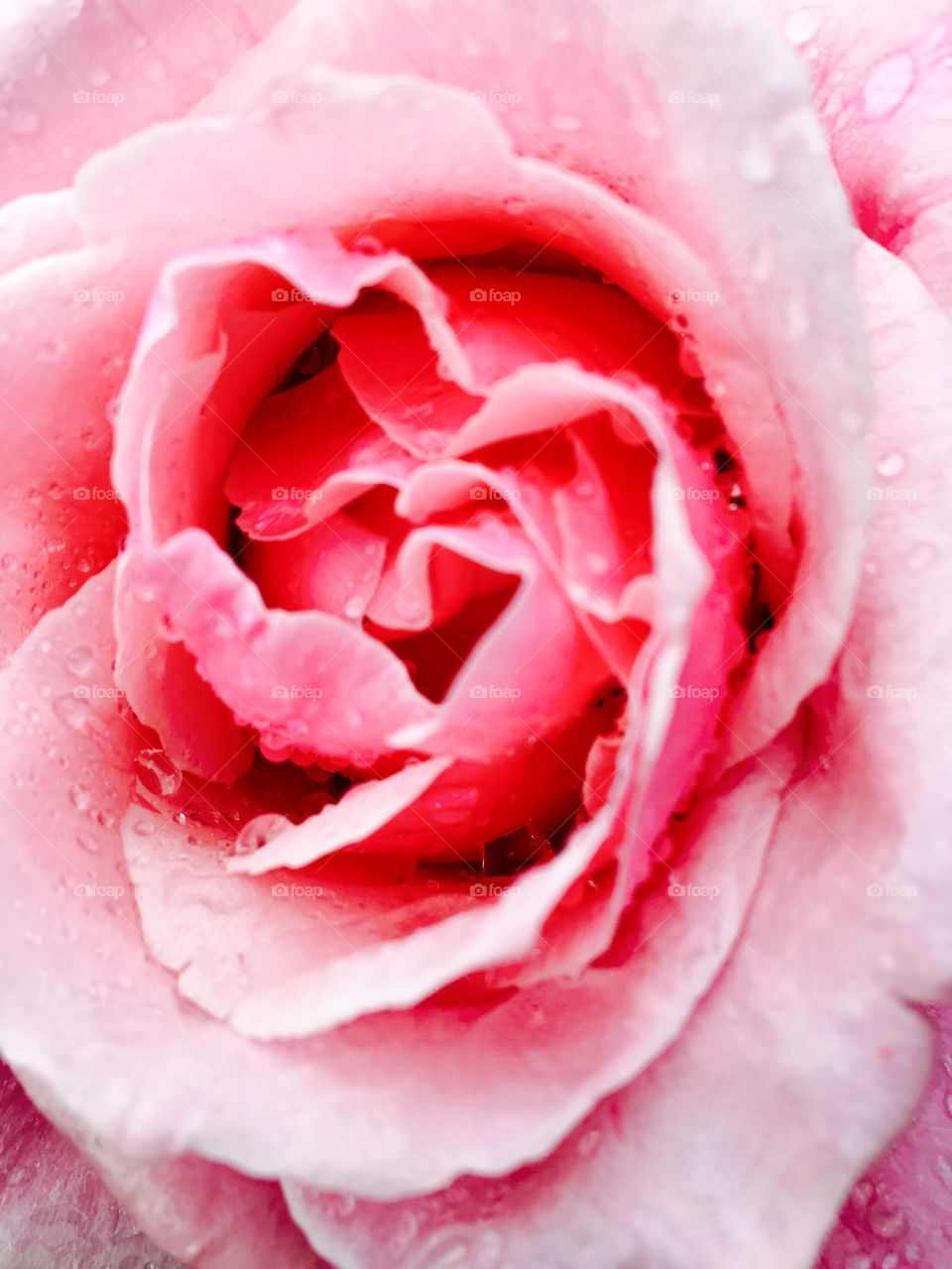 Roses ❤️❤️