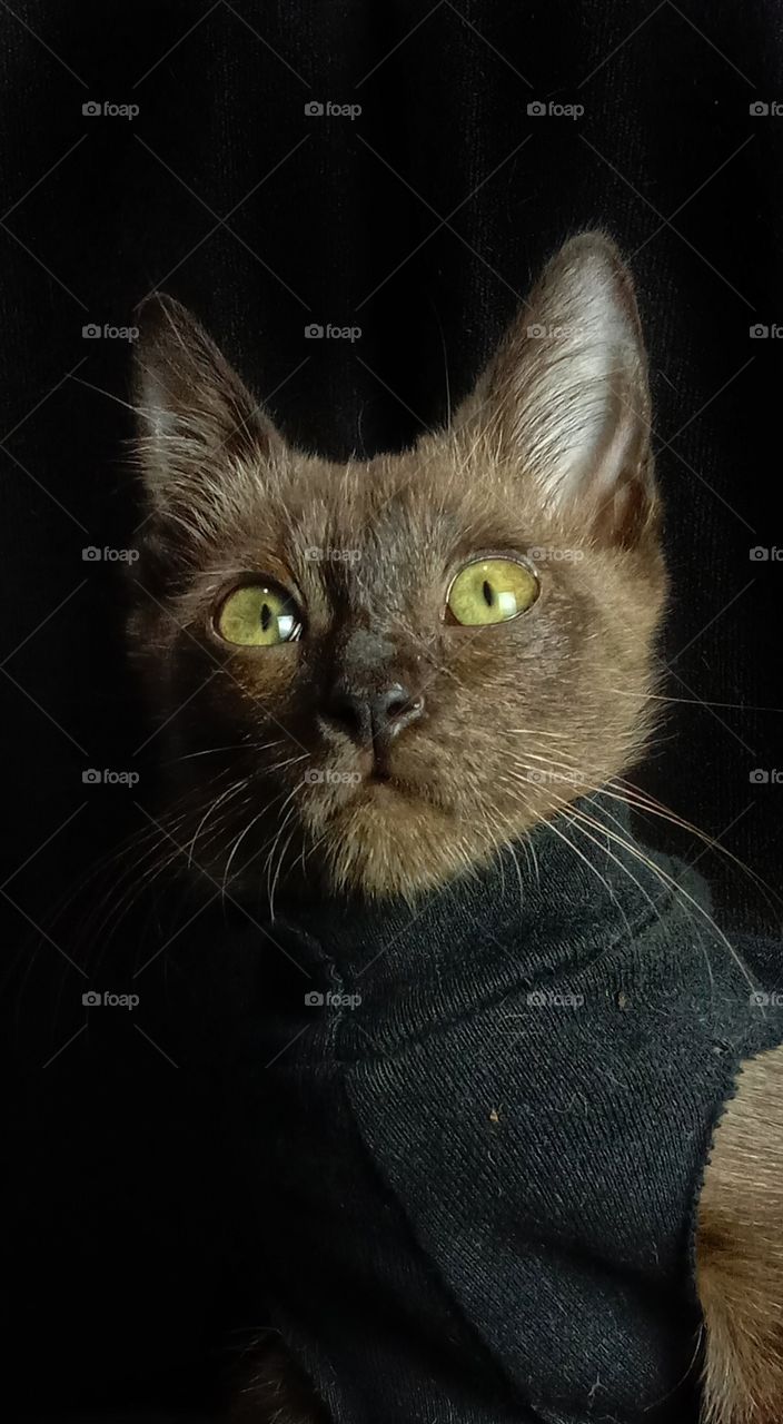 Portrait of little burmese cat