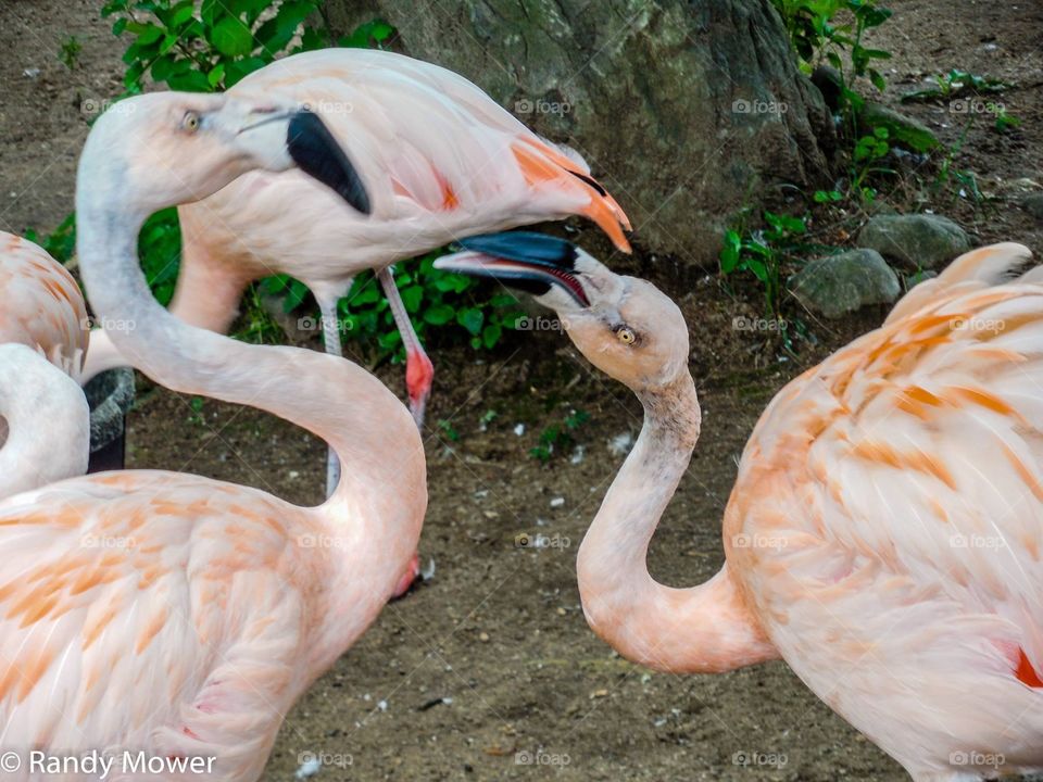 Rodger Williams Park Zoo
Providence RI
