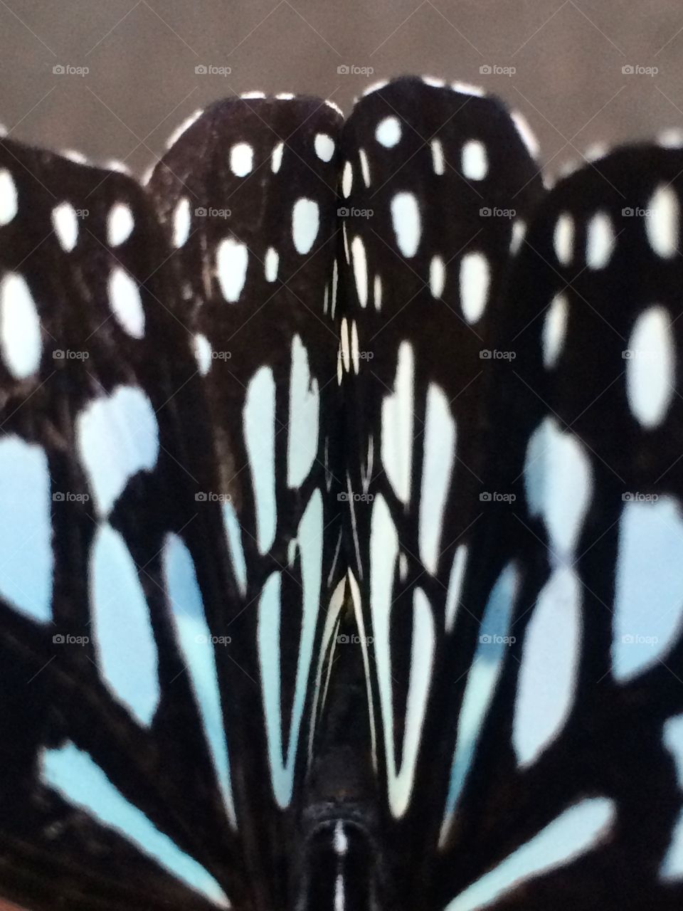 Beautiful and colourful butterfly wings 