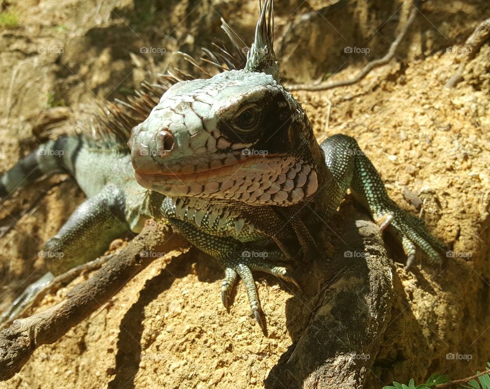 iguana basking in sun close up of face
