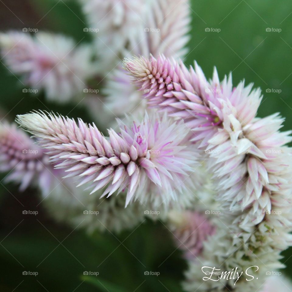 I'm what this gorgeous flower is called. I love all the details and that dusty pink color.