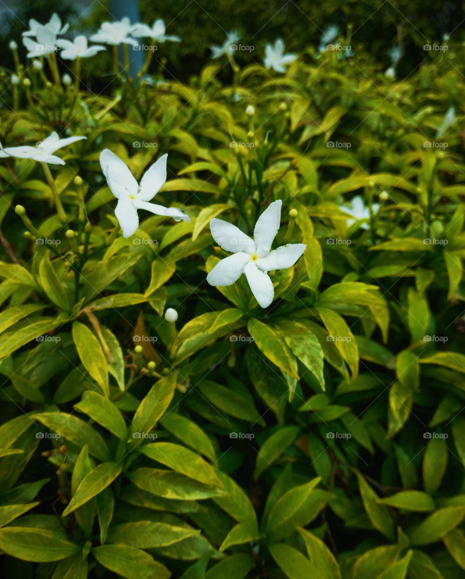 Fresh ornamental jasmine