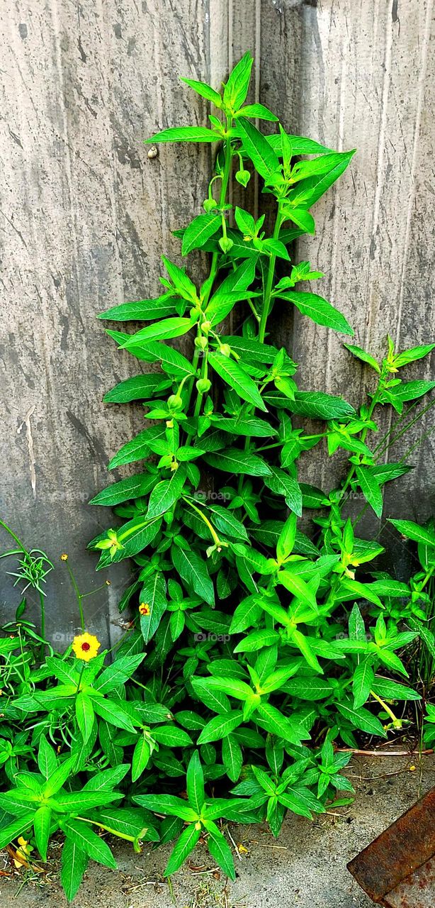 Wildflowers creeping up the side of building