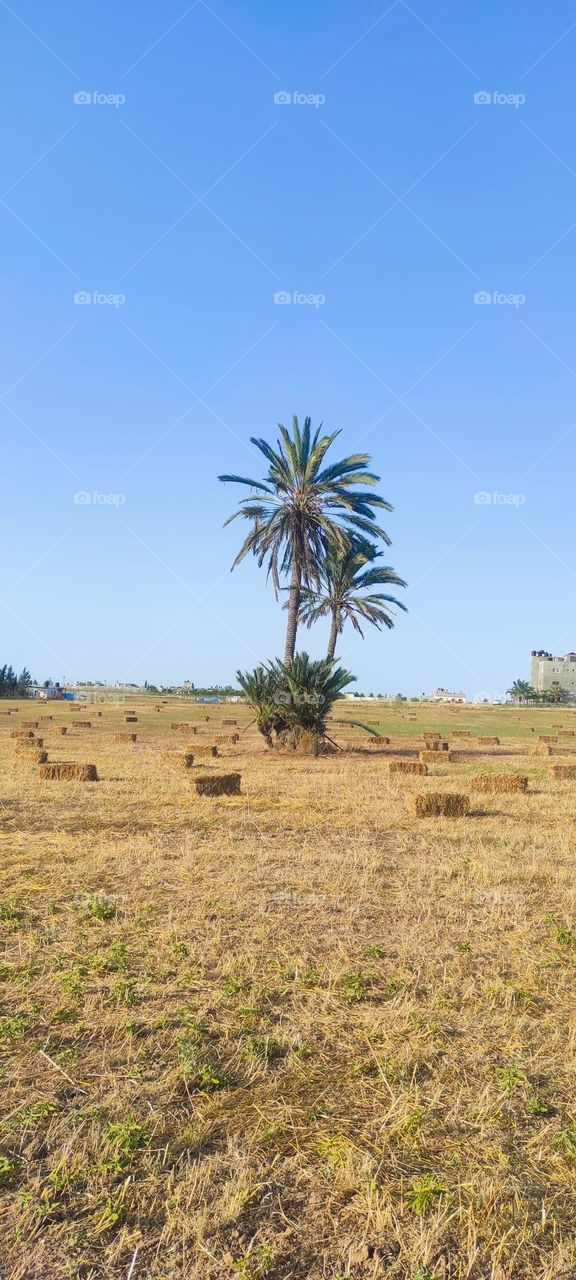 The scene of palm trees in the midst of nature has a special aesthetic character
