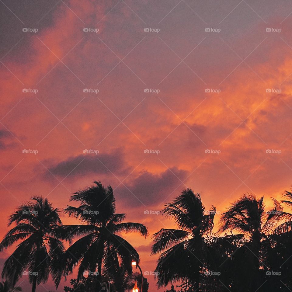 Sunset palm