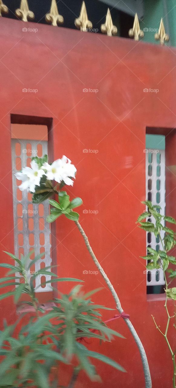 Blossom Soft and Charming