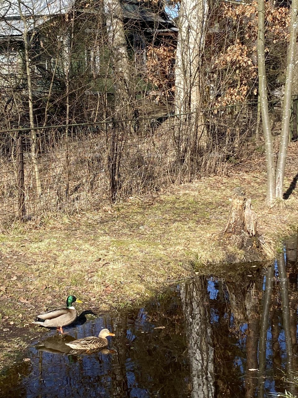 Spring ducks on the water 