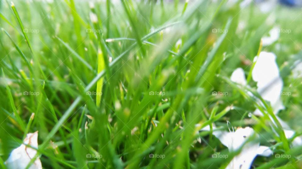 grass